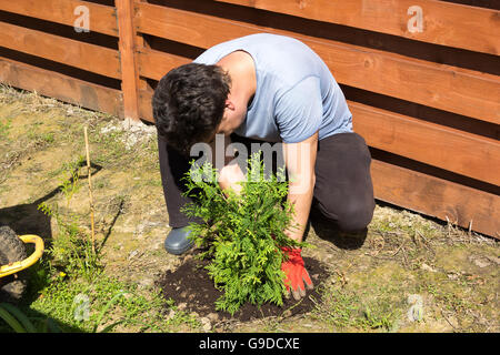 L'uomo le piante di thuja in un giardino Foto Stock