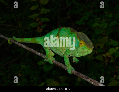 Femmina (camaleonte Calumma parsonii parsonii), foresta pluviale, Ranomafana National Park, Southern Highlands, Madagascar Foto Stock