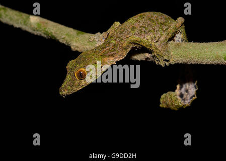 Foglia-tailed gecko (Uroplatus sikorea), foresta pluviale, Ranomafana National Park, Southern Highlands, Madagascar Foto Stock