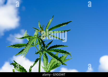 Sette giovani foglie di piante di cannabis con un cielo blu di sfondo e copyspace area per sovrapposizioni di testo. Foto Stock