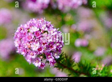 Lavanda fiori selvaggi colorati in Western Australia con sfocate sullo sfondo della natura. Foto Stock