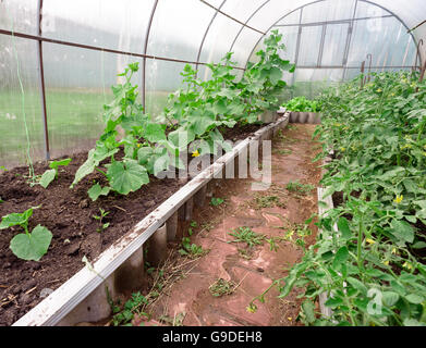Cetrioli e pomodori che crescono in un piccolo orto e serra, Foto Stock