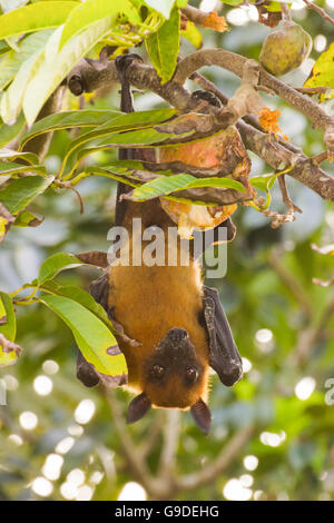 Frutta indiano bat Foto Stock