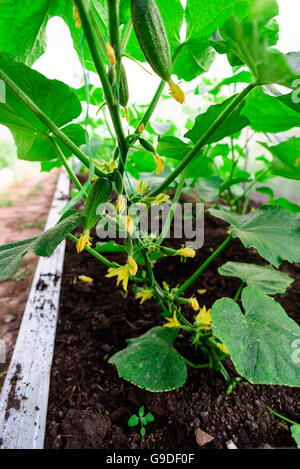 Cetrioli con piccoli frutti crescente in erba e fiori in un piccolo orto e serra, Foto Stock