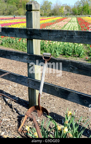 Tulipani in Isola di Mulino a vento in Olanda, Michigan durante il Tulip Time Festival Foto Stock