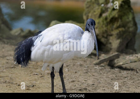 Ritratto orizzontale di adulto di sacra africana ibis, Threskiornis aethiopicus. Foto Stock