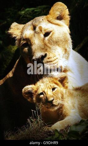 Uno dei nuovi cuccioli di leone nato gioca con una leonessa allo Zoo di Edimburgo. Foto Stock