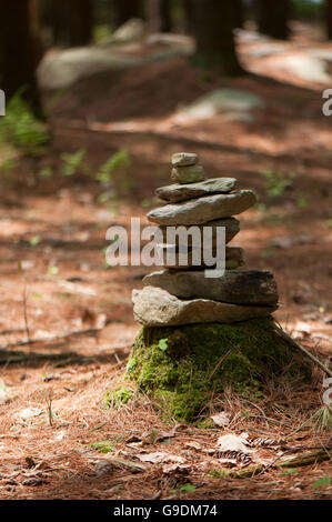 Un tumulo sul suolo della foresta di Michaux la foresta di stato, Pennsylvania. Foto Stock