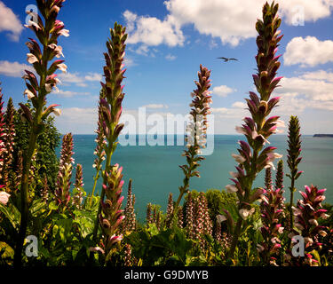 GB - DEVON: Torbay Seascape con la fioritura di Acanto Mollis in primo piano Foto Stock