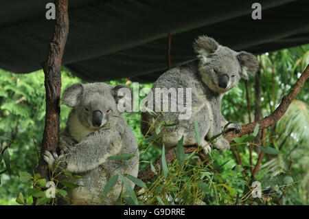 Due i koala in una struttura ad albero Foto Stock