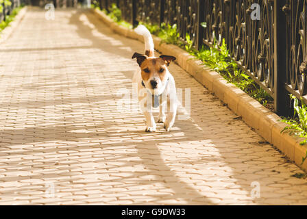 Cute cane a piedi a alley off-guinzaglio Foto Stock