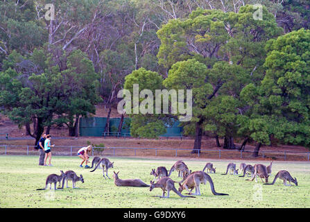 Canguri sull'Halls Gap di forma ovale Foto Stock