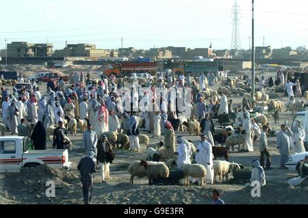 La vita normale è tornato ad alcune zone dell Iraq e nella città di Samawah come capitale di Al Muthanna ha provincia, dove il locale mercato di pecore è di nuovo fiorente. Foto Stock