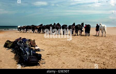 La Gran Bretagna è più famosi cavalli militare di godere di una vacanza al mare in Norfolk. Foto Stock