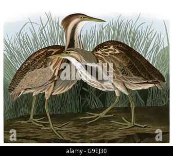 American tarabuso, Botaurus lentiginosus, uccelli, 1827 - 1838 Foto Stock
