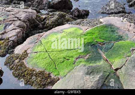 Colore verde brillante delle alghe marine copre una rosa di bordo in granito con la bassa marea nel porto di tenuta, Maine. Foto Stock