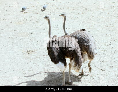 Due donne africane di struzzi comune (Struthio camelus) in piedi a fianco a fianco Foto Stock