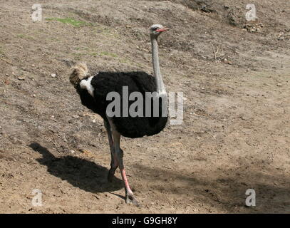Maschio comune africana (struzzo Struthio camelus) Foto Stock