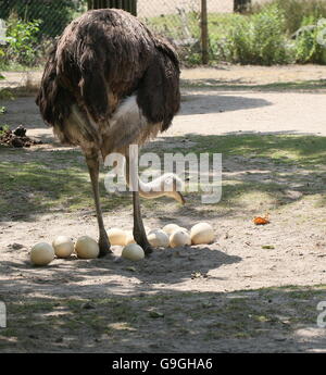 Femmina comune africana (struzzo Struthio camelus) riassestare le uova nel nido Foto Stock