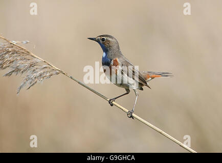 Maschio bianco europeo macchiato il pettazzurro (Luscinia svecica cyanecula) Foto Stock