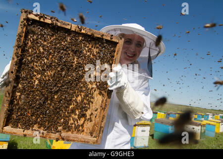 Orizzontale vista anteriore di una donna apicoltore tenendo il favo di un alveare con api sciamare Foto Stock