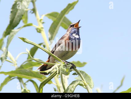 Maschio bianco europeo macchiato il pettazzurro (Luscinia svecica cyanecula) Foto Stock