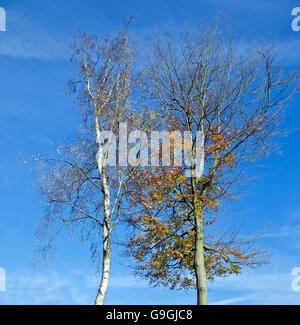 Faggio e argento betulla, la Regina e la Principessa di alberi insieme contro un vivid blue sky in autunno Cannock Chase Foto Stock