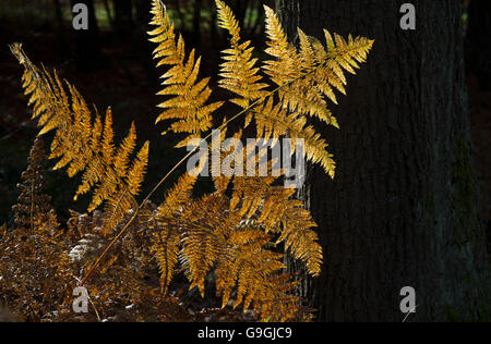 Wild felci splendide golden fronde retro illuminato in autunno Cannock Chase Area di straordinaria bellezza naturale Staffordshire Foto Stock