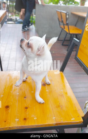 Bianco cane chihuahua permanente sulla sedia in legno Foto Stock