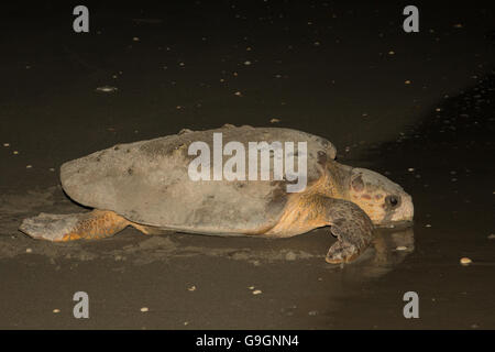 Per tartarughe marine strisciando di nuovo in acqua dopo la deposizione delle uova sulla spiaggia - Caretta caretta Foto Stock