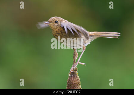 Bambino piccolo bambino europeo di Robin in equilibrio su una bull rush contro sfondo naturale. Foto Stock