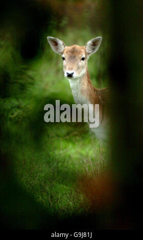 Weald Country Park dove pubblico hanno riferito avvistamenti una di puma Foto Stock