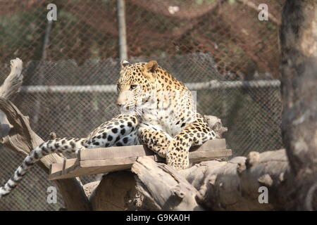 Leopardo in gabbia Foto Stock