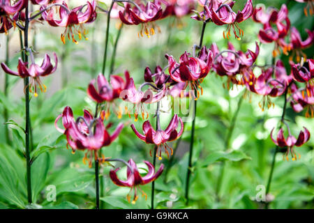 Giglio di cappello di Turk, giglio di Lilium Martagon 'Marhan', gigli Foto Stock