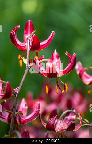 Martagon rosso Lilium "Marhan" Lily, Lilies close up fiore Turks cap Foto Stock