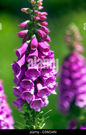 Viola Foxglove flower, Digitalis purpurea Foto Stock