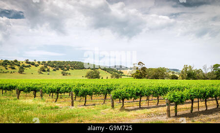I vitigni nella Barossa Barossa Wine regione, South Australia. Foto Stock