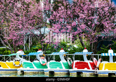 Swan barche sul lago. Foto Stock