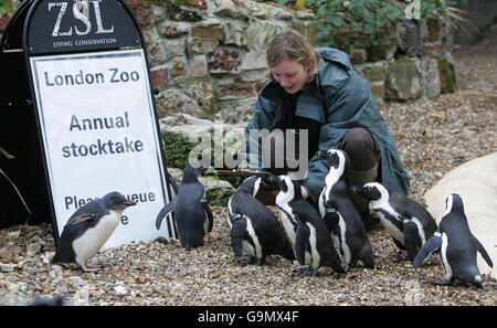 Il guardiano Kay Foley con un gruppo di pinguini dal piede nero che si accodano durante la borsa annuale allo Zoo di Londra. Foto Stock