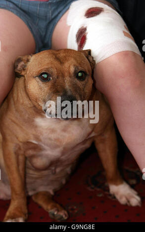 Adam Patrick Boyd, 10 anni, da West Denton a Newcastle, con il suo terrier toro Staffordshire Tess (NON il cane che lo ha attaccato), dopo che è stato attaccato da un cane di tipo Staffordshire bull terrier. Foto Stock