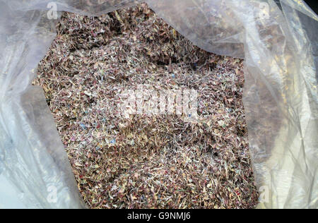 Note scozzesi grattugiate. Il denaro normalmente dura due anni ed è ordinato da una macchina che determina quando una nota è troppo danneggiata per rimanere in circolazione. Foto scattata al Museum on the Mound Edinburgh. Foto Stock