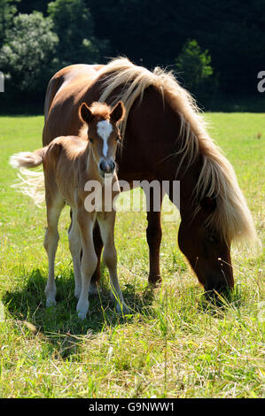 Cavallini islandesi, mare e puledro Foto Stock