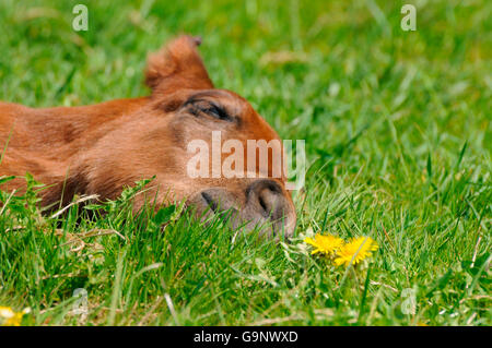 American Quarter Horse, puledro Foto Stock