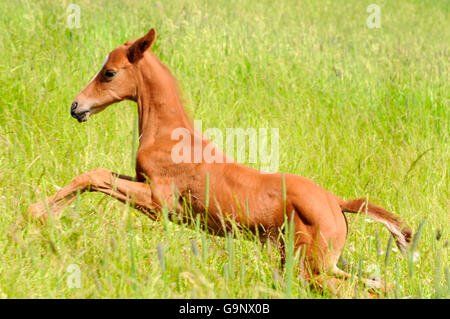 Akhal Teke, puledro / laterale Foto Stock
