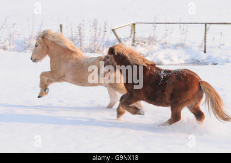 Cavalli islandesi, vecchi cavalli Foto Stock