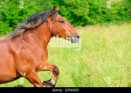 Pesante Pfalz-Ardenner bozza, castrazione / Progetto di cavallo, progetto di cavallo, laterale Foto Stock