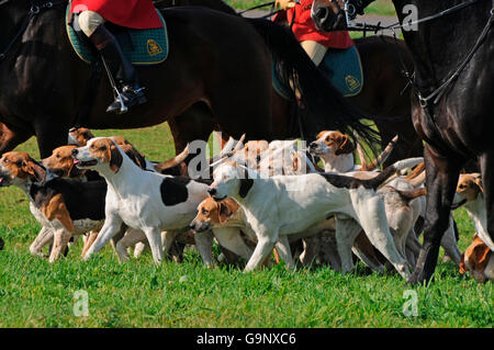 Sentiero Hunt, Foxhounds e cavaliere / equitazione alla hounds, Master di Foxhounds, Foxhound Foto Stock