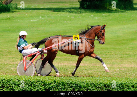 Cablaggio racing / Trottatore, Trotter, sulky, driver, sistema di cavi Foto Stock