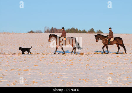 Il sentiero a cavallo con il tedesco Warmblood e cane domestico / a piedi Foto Stock