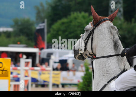 Warmblood tedesco Horse Show Jumping / figura-8-noseband, esecuzione di martingala, snaffle bit Foto Stock
